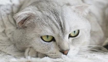 半岛体育官网——让每一场体育盛宴触手可及